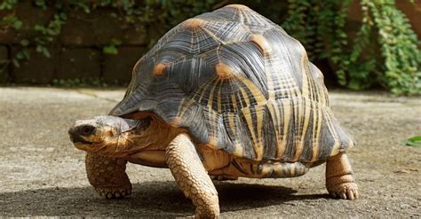 Image result for Tortoise