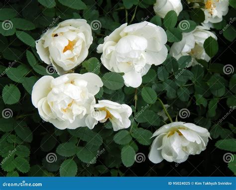 Wild White Rose on a Bush Branch Stock Image - Image of garden, leaf ...