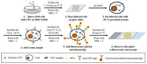 Current Methods for the Detection of Antibodies of Varicella-Zoster ...