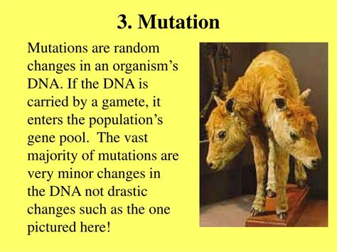 Mutation Evolution Examples 的图像结果