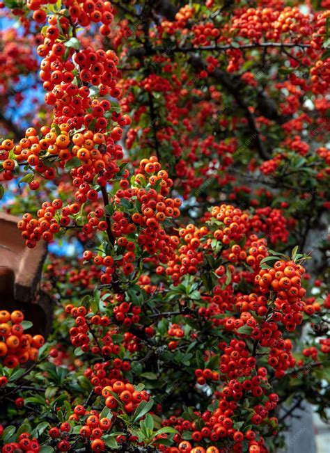 Premium Photo | Pyracantha firethorn shrub background close up vertical