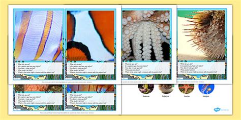 Patterns Under the Sea Discussion Activity (teacher made)