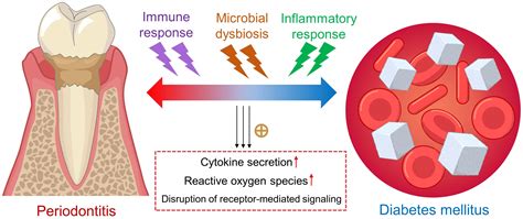 Frontiers | Endogenous and microbial biomarkers for periodontitis and type 2 diabetes mellitus