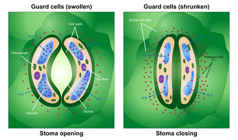 The Mechanism of Opening and Closing of Stomata - Your Learning Point