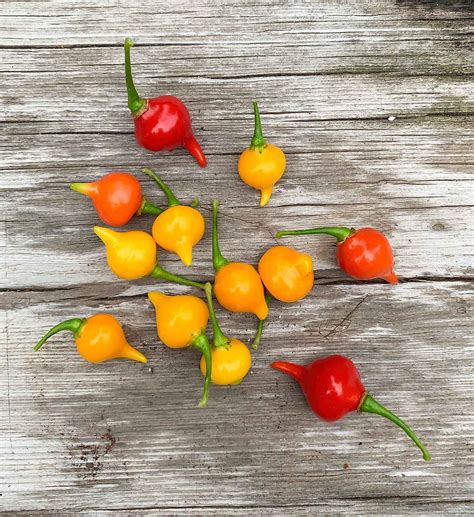 Biquinho Peppers | Sweety Drop Peppers | Sprouted Garden