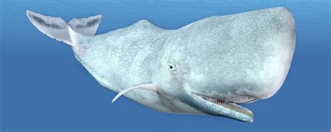 鲸鱼是鱼吗（虽然我们叫鲸鱼但却不属于鱼类） – 碳资讯