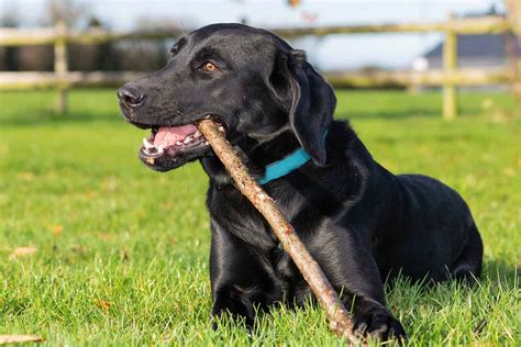 Male vs. Female Labrador Retriever: 5 Key Differences - A-Z Animals