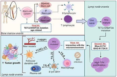 What Is Considered Early Detection Of Lymphoma at Gabrielle Sutherland blog