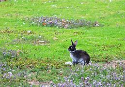 Image result for Victorian Bunny Rabbit Profile