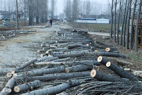 南宁一村民家近千棵果树一夜被砍光，究竟谁干的？