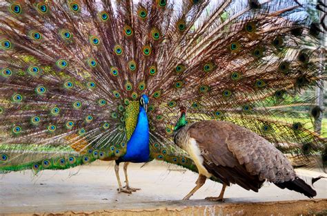 Peacock Bird On Brass Peacock In Various Size & Shapes Elegant Bird