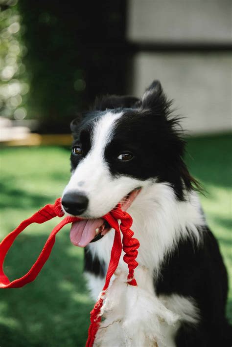 Border Collie Training for Active Dogs | Bordermeade B.C's