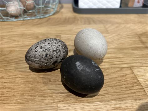 12 Cayuga Duck Hatching Eggs – Starwater Farm