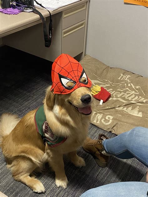 Adorable Dog in Spider Man Mask