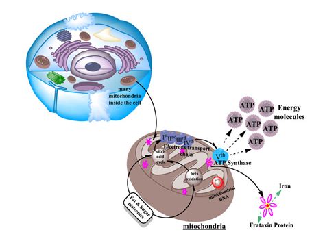 Energy Human 的图像结果