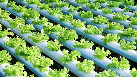 Solar Guard Liquid Shading - Flexible Film for Polyfilm Heat Reduction