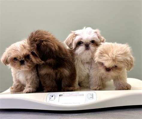 Tootsies Imperial Shih Tzus