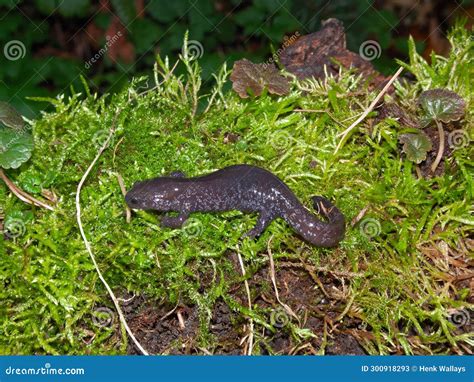Closeup on the Rare Chinese Yiwu Salamander, Hynobius Yiwuensis, Endemic To Zhejiang, China on ...