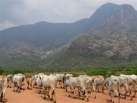 National Green Tribunal Puts A Stay On India-Based Neutrino Observatory ...