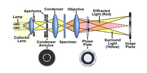 Image result for How to Use a Phase Contrast Microscope