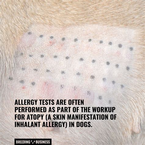 Dog Allergy Tests – What They Are, How They Work, Benefits