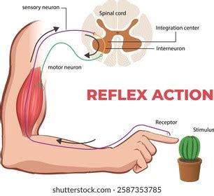 Image result for Reflex Arc Example