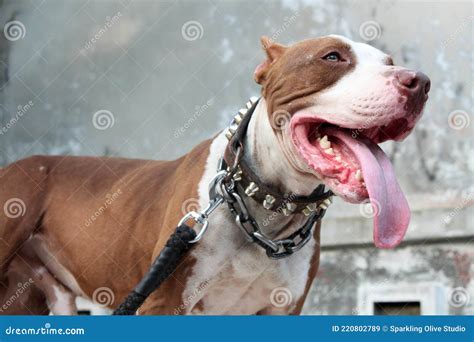 Red Nose American Pitbull Terrier