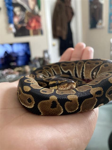 Image result for Ball Python Weights