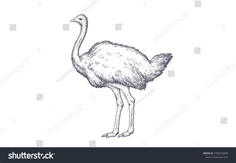 Ostrich Drawing