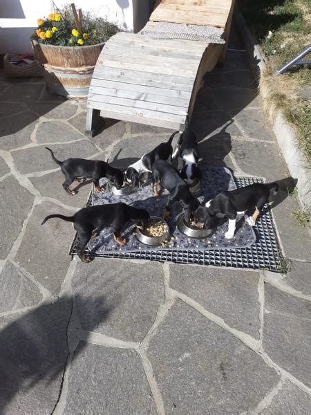 Südtirols Tierbörse Nr. 1 | Luudl