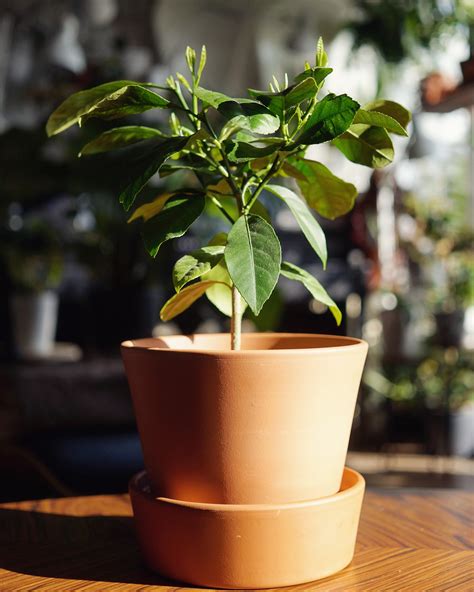 My one year old lemon grown from seed is growing fast! : r/gardening