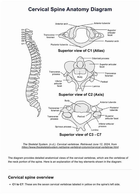 Cervical Spine Anatomy Diagram