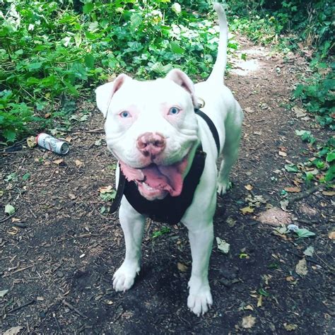 White Pit Bull