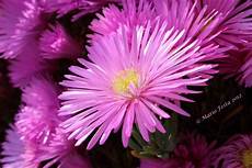 fucsia fiori fiore fucsia juzaphoto fucsia fiori fiore fucsia juzaphoto