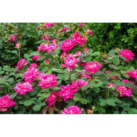 Knockout Roses Pink Rose Pink Double Knockout Flowering Shrub in 1 ...
