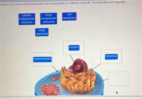 Solved: diagram of an animal cell is shown below. Each arrow points to ...