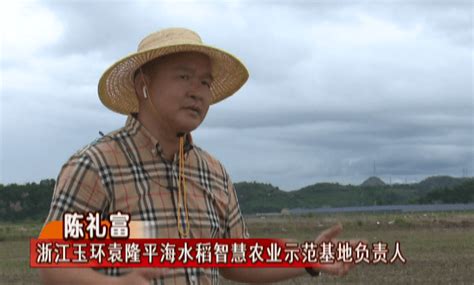 “农业荒漠”变绿了！台州这里的海水稻秧苗长势喜人……_种植