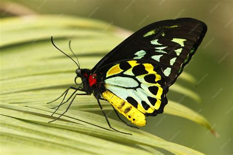 Premium Photo | Queen Alexandras Birdwing