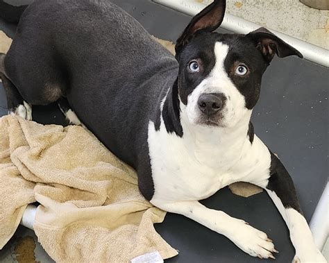 Adopt - River Valley Animal Rescue