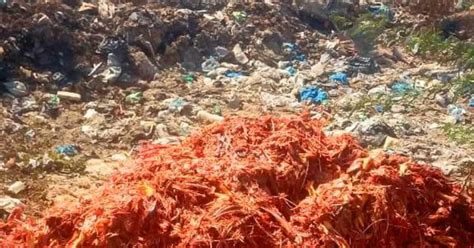 rotten chicken beef for fish in chincholis pothangala