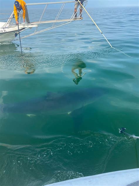 White Sharks are Here to Stay in New England | Mirage News