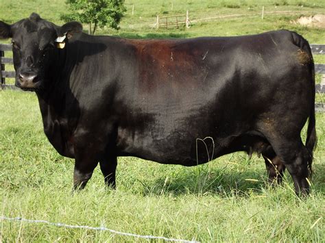 Black Angus Cattle