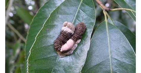 Image result for Identifying Bird Poop