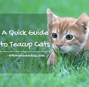 Image result for Mini Cats Teacup