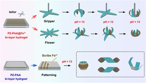An Anisotropic Hydrogel by Programmable Ionic Crosslinking for ...
