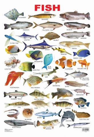 Fish : Children Reference Laminated Educational Chart By Dreamland ...