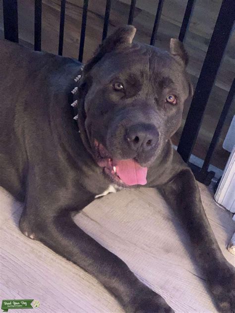 ICCF Registered Cane Corso Stud - Stud Dog Florida - Breed Your Dog