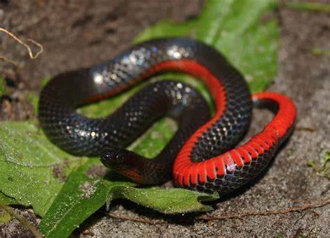 Know The Facts: 6 Black Snakes In North Carolina - A-Z Animals