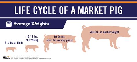 Graph Of Domestication Of Pigs