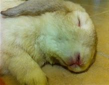 Image result for Bunny Sleep